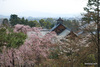 天龍寺の春