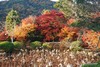 天龍寺の秋